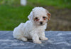 Toy Poodle For Sale Millersburg OH Myla