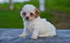 Toy Poodle For Sale Millersburg OH Myla