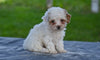 Toy Poodle For Sale Millersburg OH Myla