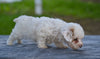 Toy Poodle For Sale Millersburg OH Myla