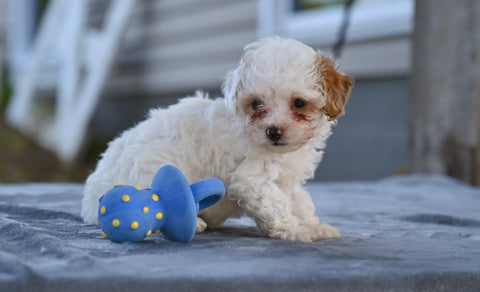 Toy Poodle For Sale Millersburg OH Myla