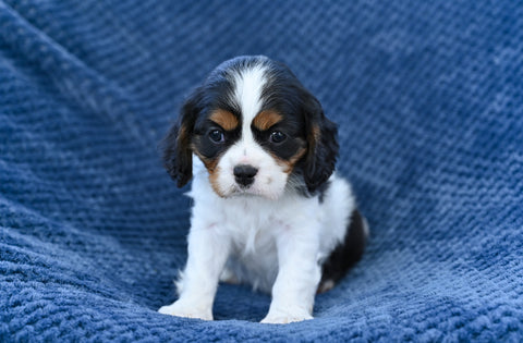 ACA King Charles Cavalier For Sale Sugarcreek OH Female-Nova