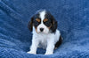 ACA King Charles Cavalier For Sale Sugarcreek OH Female-Nova