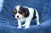 ACA King Charles Cavalier For Sale Sugarcreek OH Female-Nova