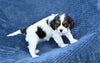 ACA King Charles Cavalier For Sale Sugarcreek OH Female-Nova