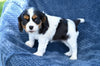 ACA King Charles Cavalier For Sale Sugarcreek OH Female-Nova