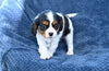 ACA King Charles Cavalier For Sale Sugarcreek OH Female-Nova