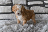 Toy Poodle For Sale Sugarcreek OH-Oliver