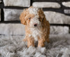 Toy Poodle For Sale Sugarcreek OH-Oliver