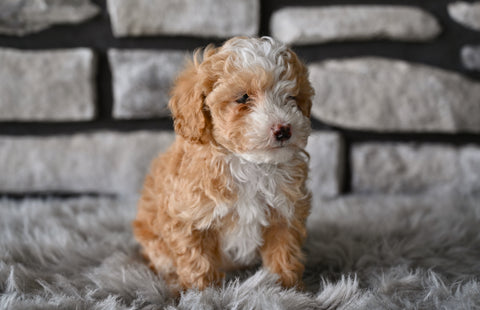 Toy Poodle For Sale Sugarcreek OH-Oliver