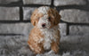 Toy Poodle For Sale Sugarcreek OH-Oliver