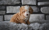 Toy Poodle For Sale Sugarcreek OH-Oliver