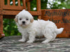 Shih Tzu For Sale Fredericksburg OH-Oliver