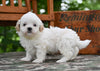 Shih Tzu For Sale Fredericksburg OH-Oliver