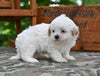 Shih Tzu For Sale Fredericksburg OH-Oliver