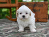 Shih Tzu For Sale Fredericksburg OH-Oliver
