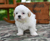 Shih Tzu For Sale Fredericksburg OH-Oliver