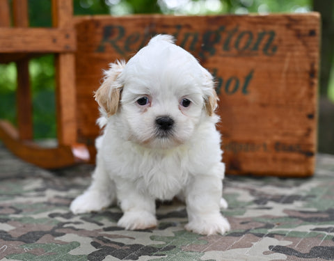 Shih Tzu For Sale Fredericksburg OH-Oliver