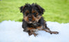 Yorkie for Sale Baltic Ohio Male Omar