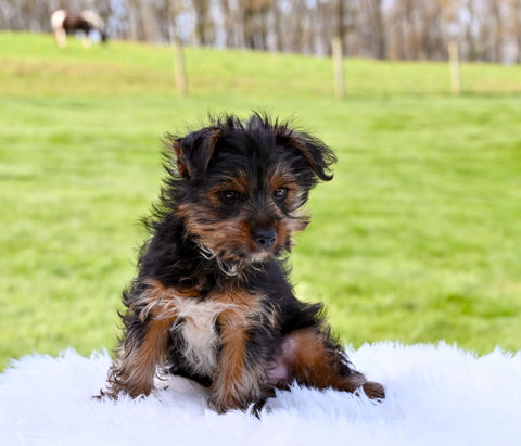 Yorkie for Sale Baltic Ohio Male Omar