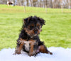 Yorkie for Sale Baltic Ohio Male Omar