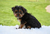 Yorkie for Sale Baltic Ohio Male Omar