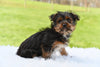 Yorkie for Sale Baltic Ohio Male Omar