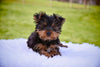 Yorkie For Sale Baltic OH Male Oscar