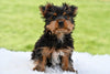 Yorkie For Sale Baltic OH Male Oscar