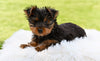 Yorkie For Sale Baltic OH Male Oscar