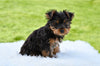 Yorkie For Sale Baltic OH Male Oscar