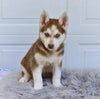 German Shepherd-Siberian Husky For Sale Holmesville OH-Pepper