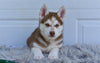 German Shepherd-Siberian Husky For Sale Holmesville OH-Pepper