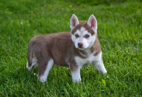 German Shepherd-Siberian Husky For Sale Holmesville OH-Pepper