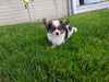 ICA Registered Papillon For Sale Millersburg OH Male-Jack