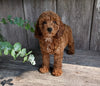 AKC Registered Mini Poodle For Sale Millersburg OH Male-Tate