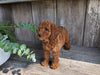 AKC Registered Mini Poodle For Sale Millersburg OH Male-Tate