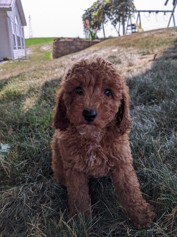 AKC Registered Mini Poodle For Sale Millersburg OH Male-Tate