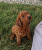 AKC Registered Mini Poodle For Sale Millersburg OH Male-Tanner