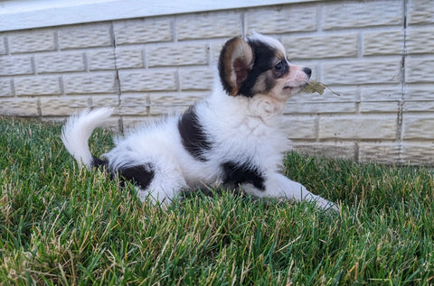 ICA Registered Papillon For Sale Millersburg OH Male-Jimmy