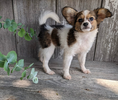 ICA Registered Papillon For Sale Millersburg OH Female-Janie