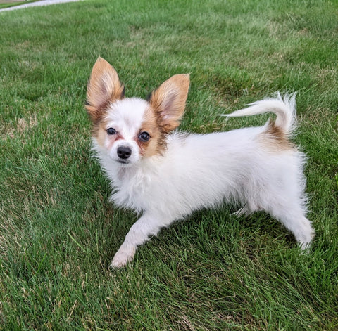 ICA Registered Papillon For Sale Millersburg OH Male-Charlie