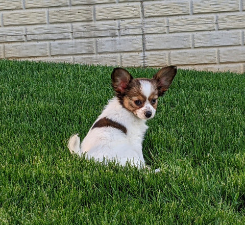ICA Registered Papillon For Sale Millersburg OH Female-Daisy