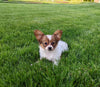 ICA Registered Papillon For Sale Millersburg OH Female-Dolly