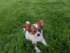 ICA Registered Papillon For Sale Millersburg OH Female-Dolly