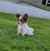 ICA Registered Papillon For Sale Millersburg OH Female-Daisy