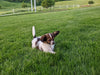 ICA Registered Papillon For Sale Millersburg OH Male-Blake