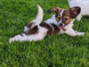 ICA Registered Papillon For Sale Millersburg OH Male-Blake