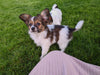 ICA Registered Papillon For Sale Millersburg OH Male-Blake