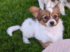 ICA Registered Papillon For Sale Millersburg OH Female-Dolly